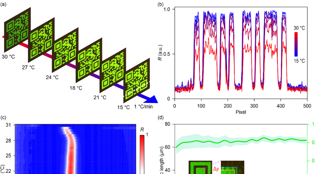 基于藍(lán)相液晶的非對(duì)稱疇生長(zhǎng)實(shí)現(xiàn)雙穩(wěn)態(tài)信息顯隱