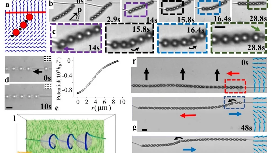 向列相液晶-膠體拓?fù)浼m纏結(jié)構(gòu)的動(dòng)力學(xué)研究